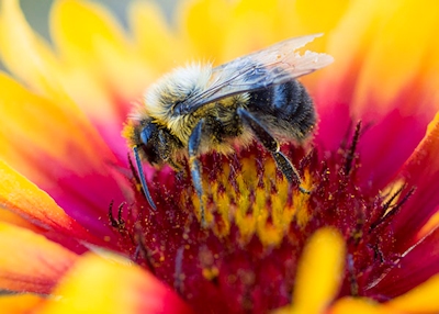 Bee on Arizona Blanket Flower