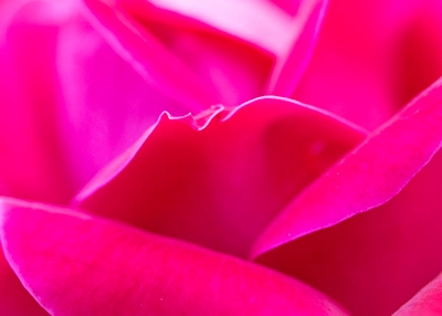 Rose Petal Detail